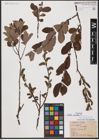 Foto von Salix aurita L.